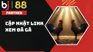 Link xem đá gà hôm nay mới nhất – Trực tiếp HD tại BJ88