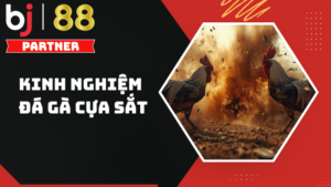 Kinh nghiệm đá gà cựa sắt hiệu quả năm 2026