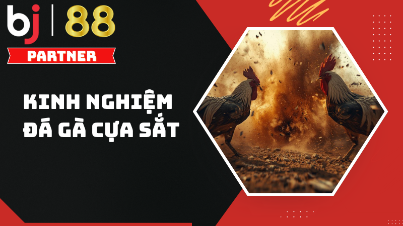 Kinh nghiệm đá gà cựa sắt hiệu quả năm 2026