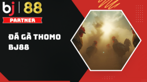 Trải nghiệm đá gà Thomo BJ88 – Sân chơi cá cược hấp dẫn hàng đầu