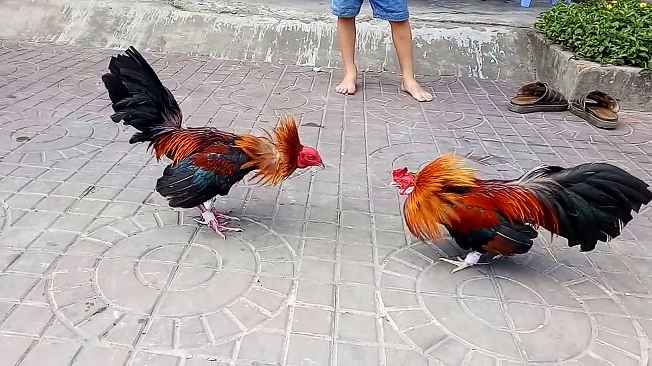 B&iacute; quyết chọn chiến k&ecirc; chất lượng khi tham gia đ&aacute; g&agrave; cựa sắt BJ88