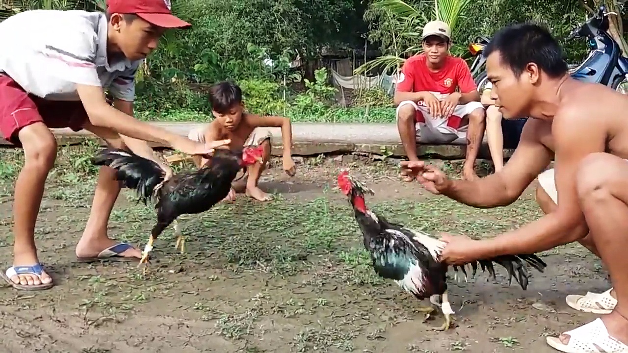 Luật chơi đ&aacute; g&agrave; cựa sắt BJ88