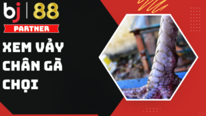 Cách xem vảy chân gà chọi - Top những loại vảy gà quý hiếm