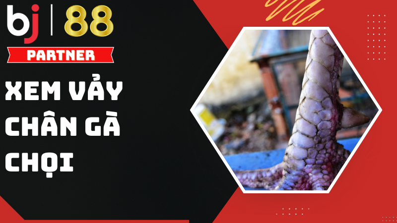 Cách xem vảy chân gà chọi - Top những loại vảy gà quý hiếm
