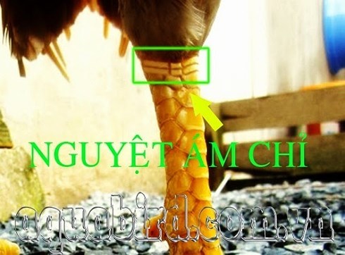 Cách xem vảy chân gà chọi chuẩn - Bí quyết chọn Thần Kê từ "Tứ Túc" 7 Nguyệt Ám Chỉ - Top những vảy gà chọi quý hiếm