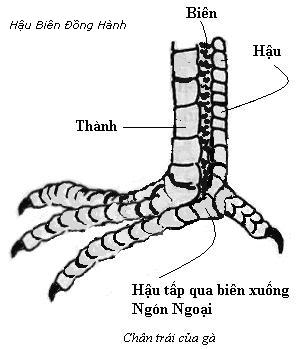 Cách xem vảy chân gà chọi chuẩn - Bí quyết chọn Thần Kê từ "Tứ Túc" 2 Ảnh minh họa chân gà chọi